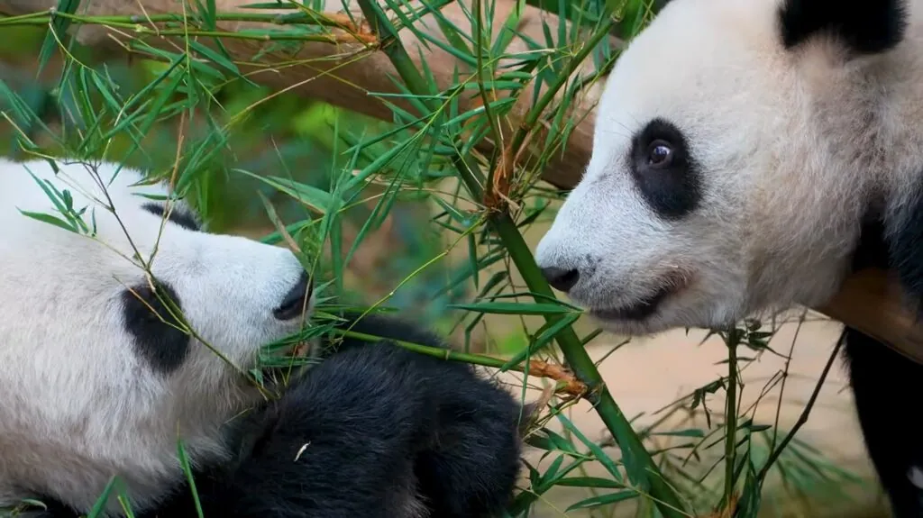 interesting facts about pandas - Panda Social Communication