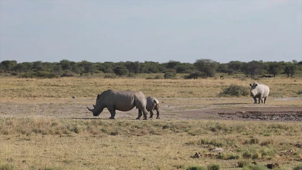 Rhino Social Structure - Interesting facts about rhinos