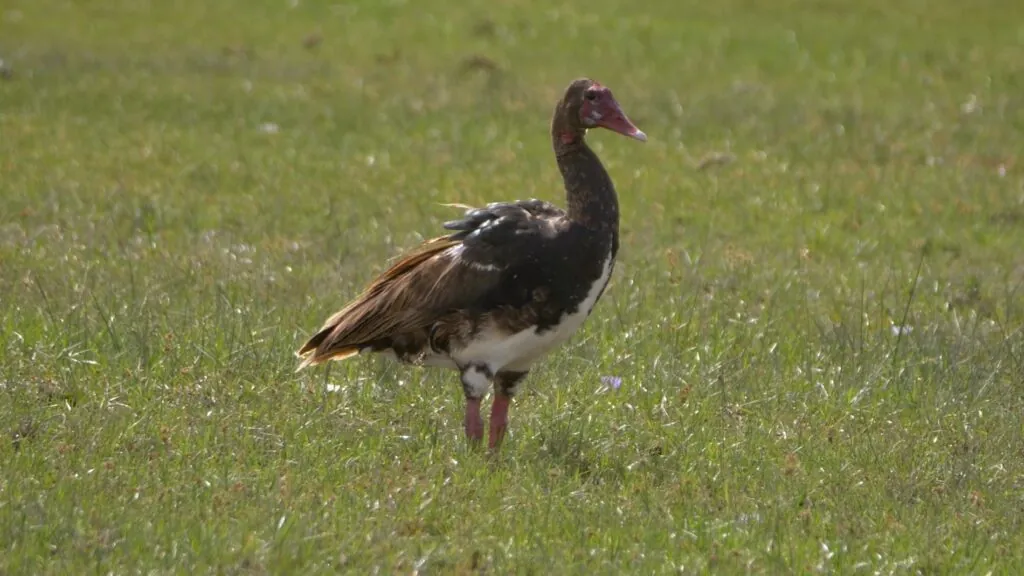 Spur-winged Goose speed