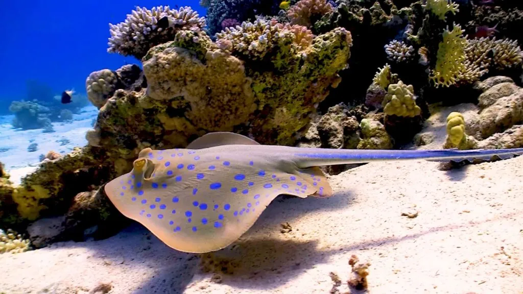 Stingray - 10 most dangerous animals in the ocean