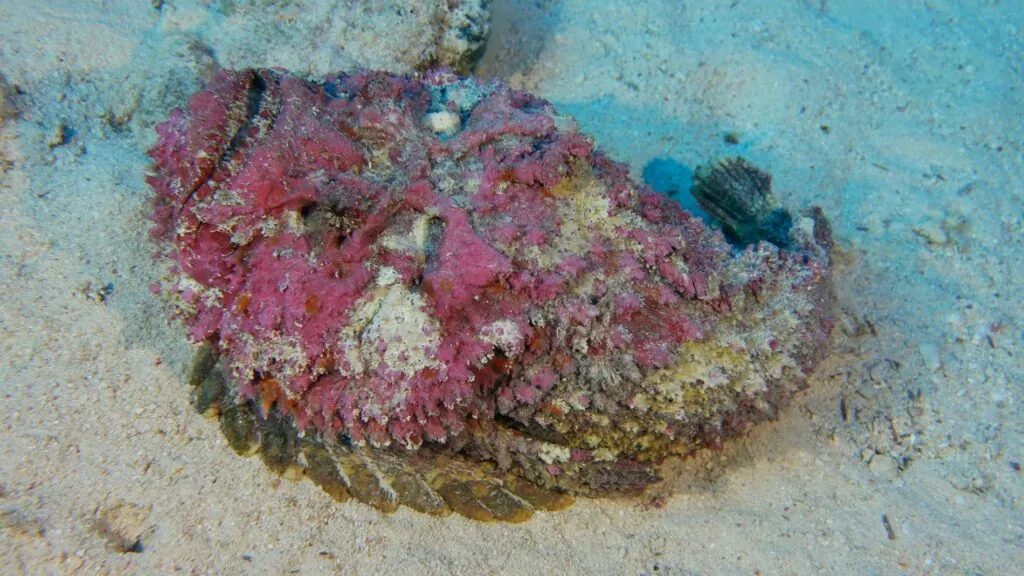 Stonefish - deadly sea creatures