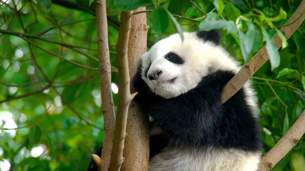 interesting facts about pandas - Panda Symbol of Conservation