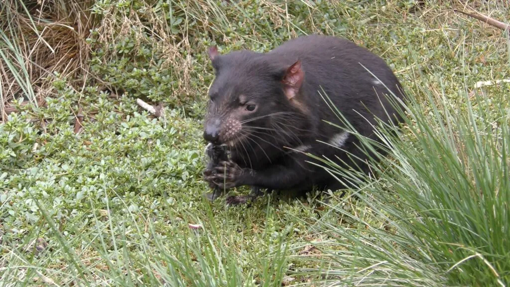 Tasmanian Devil - most aggressive animals in the world