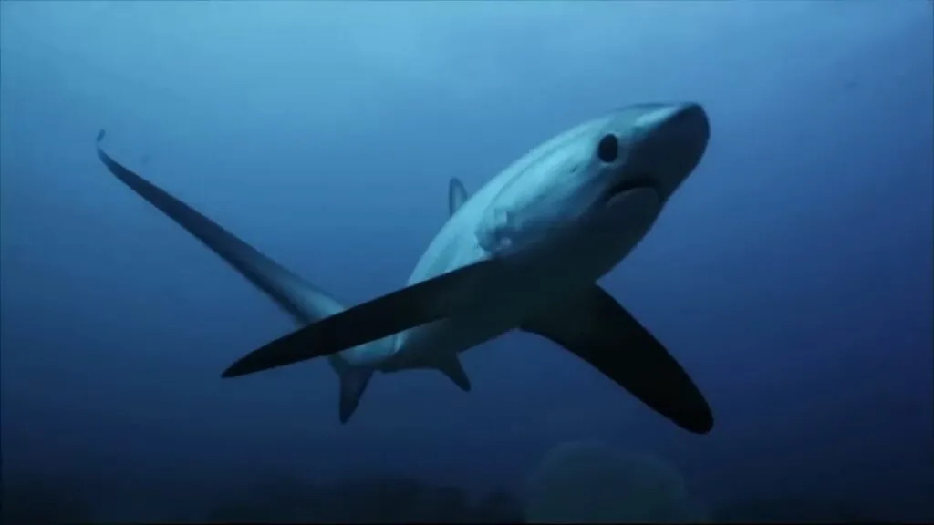 Thresher Shark