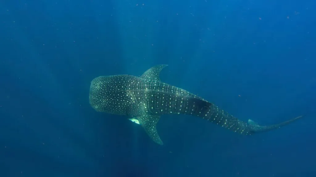 Whale Shark - biggest sharks in the world