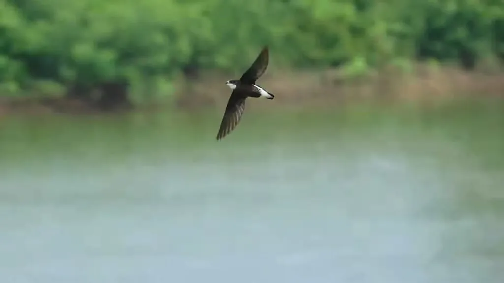 White-throated Needletail speed