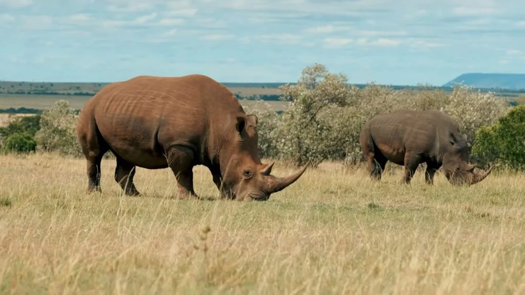 World Rhino Day - Interesting facts about rhinos