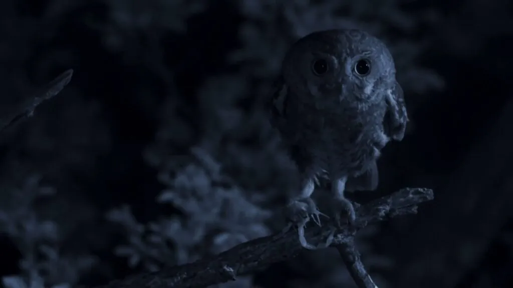 elf owl - Smallest Owl in the World