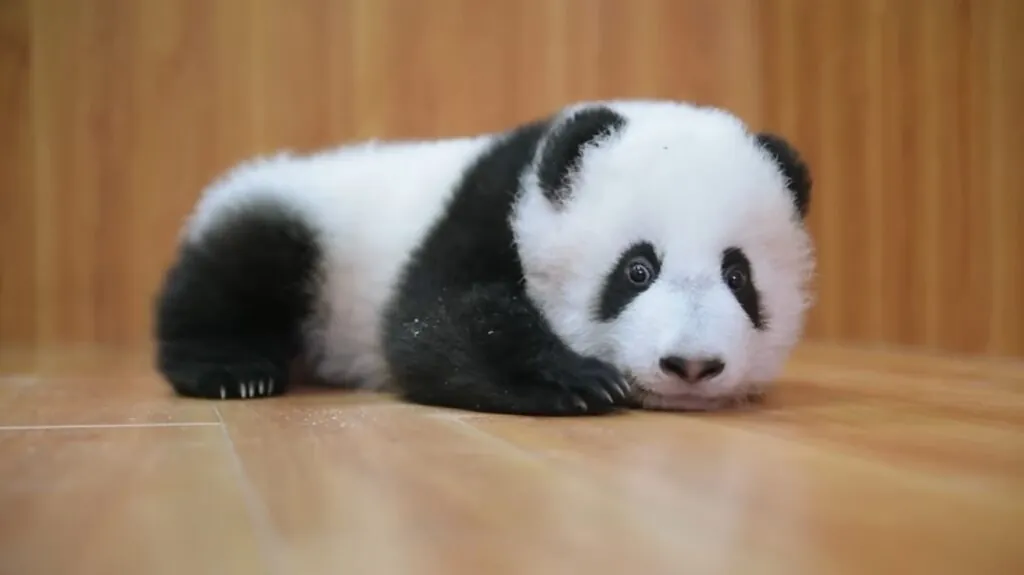 interesting facts about pandas - panda cubs