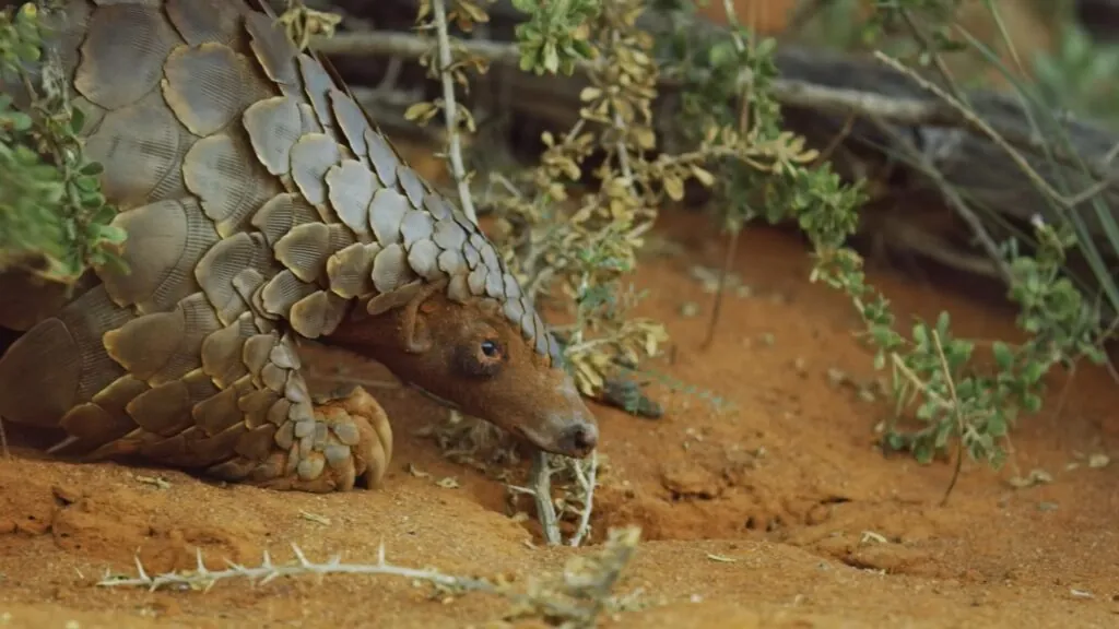 species of pangolin - 10 facts about pangolins