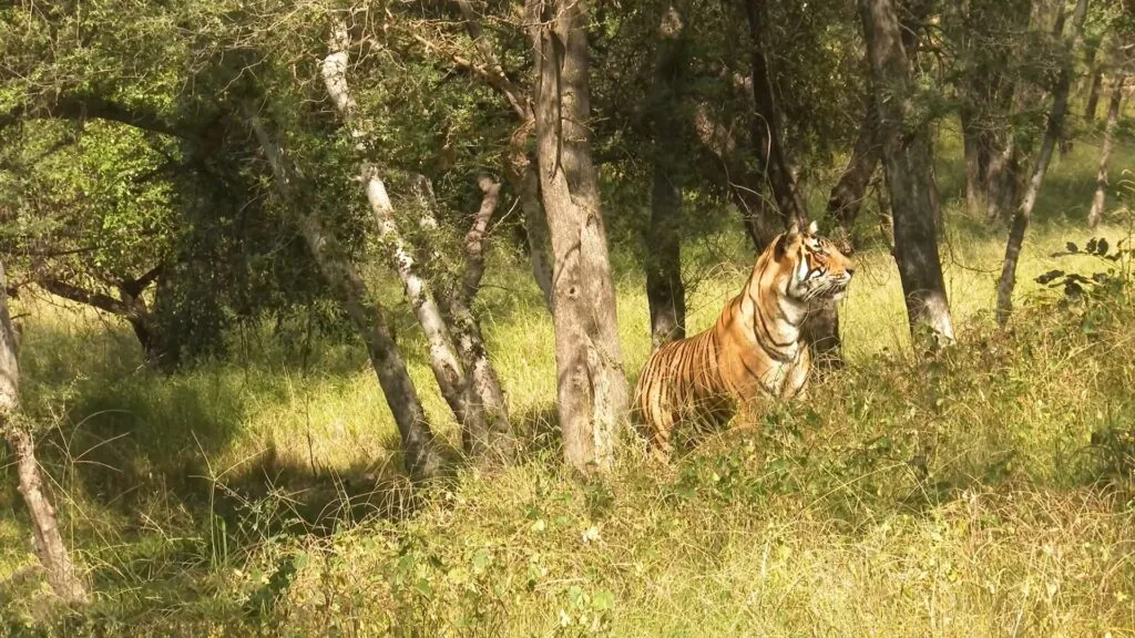 tigers Hunting Tactics