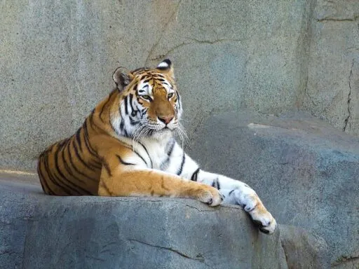 tigers lifespan - 10 Interesting Facts About Tigers