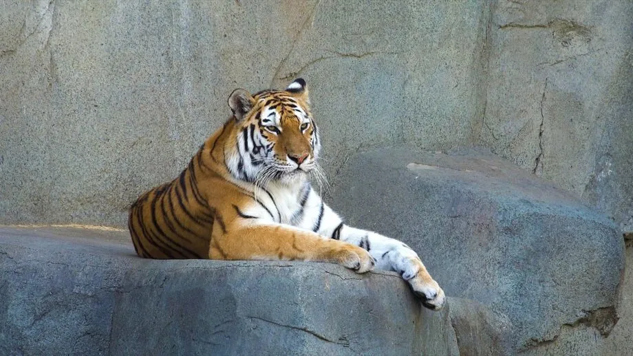 tigers lifespan - 10 Interesting Facts About Tigers