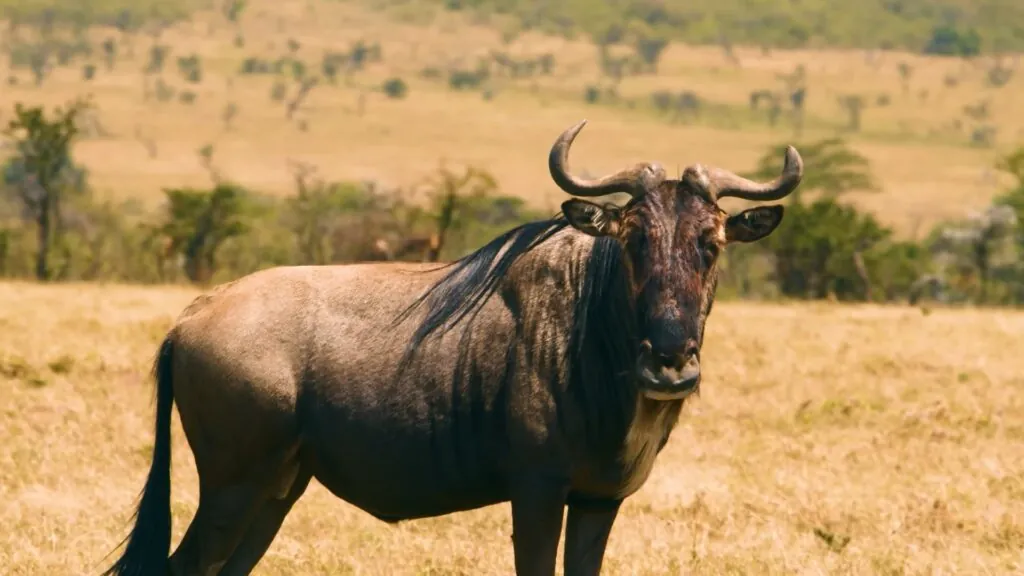 Wildebeest